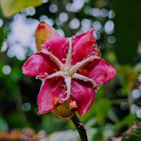 Dillenia suffruticosa (Griff.) Martelli